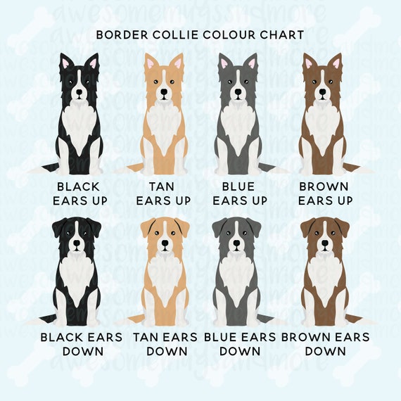 Border Collie Appearance: Coat, Colors & Ears - Showsight