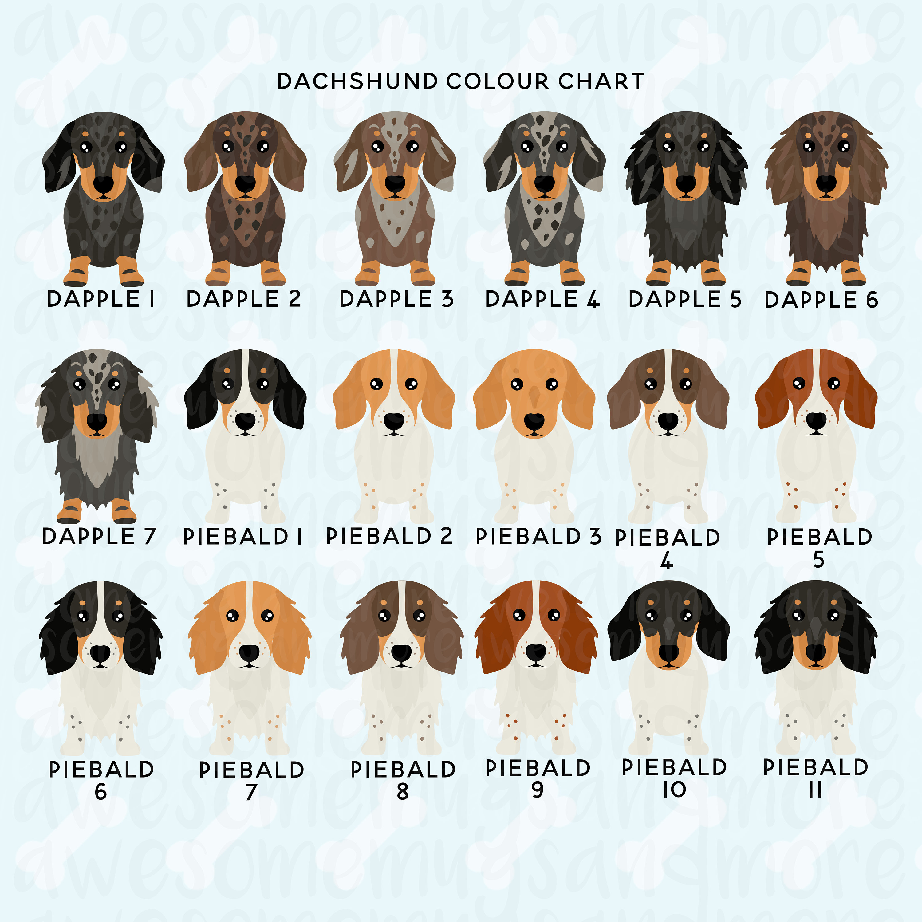 Wire haired top piebald dachshund