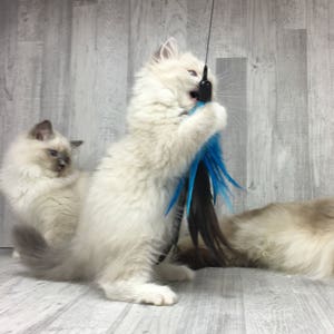 Our Bestseller Cat toy | XL feather crown - blue | Long cat toy | Feather cat toy | Interactive cat toy |