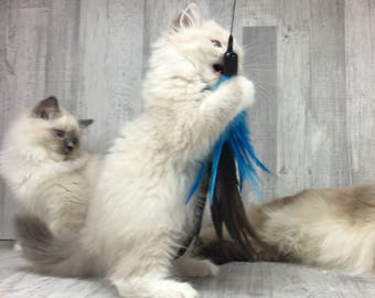 May include: Two white fluffy Ragdoll kittens playing with a blue and black feather toy. The kitten in the foreground is standing on its hind legs and batting at the toy with its paws.