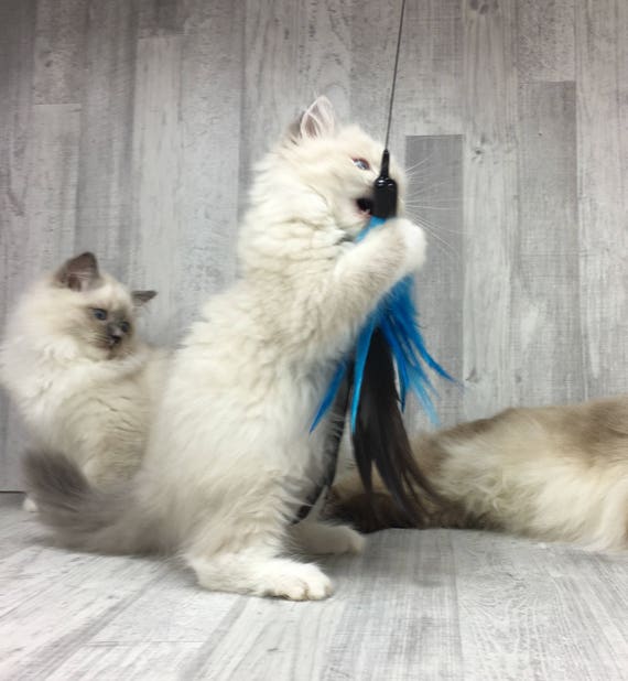 Our Bestseller Cat toy | XL feather crown - blue | Long cat toy | Feather cat toy | Interactive cat toy |