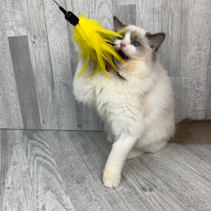 Kattenspeeltje | XL verenkroon - geel | Kattenspeelgoed van 1,1 m / 1,2 jaar | Kattenspeeltje met veren | Interactief kattenspeelgoed | Besteller op shows |