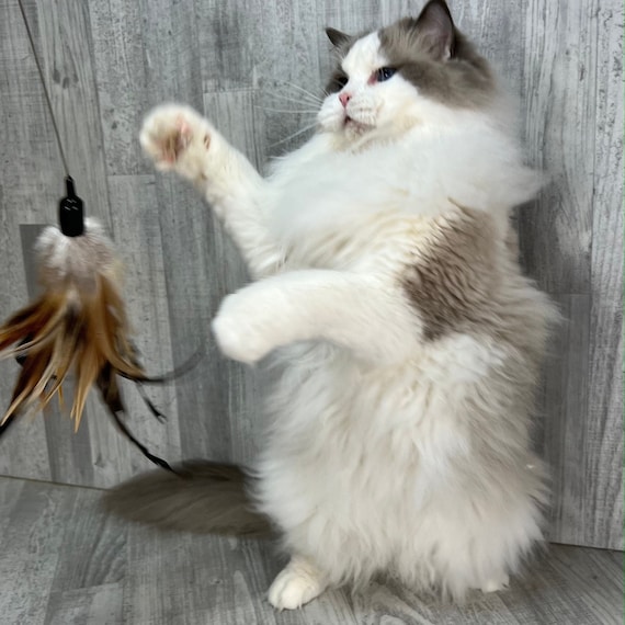 Cat toy | XL feather crown - natural | Long cat toy | Interactive cat toy | Better than dabird cat toy | Strong cat toy | Bestseller!!