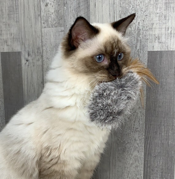 4 pack of Rabbit Feathers Cat Toys Etsy