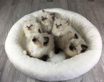 Cat bed | Snow white round minky cat- kitten - dog bed *kittens not included!* Dryer proof | Round cat bed
