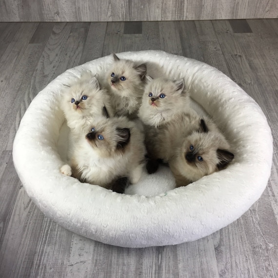 Cat Bed Snow White Round Minky Kitten Dog Cat Bed Snow White Round Minky, Round Cat Bed