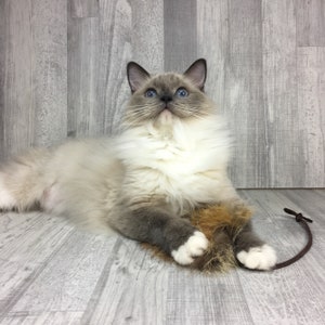 Cat toy | Fox fur mouse | Fox skin cat toy | Rabbit fur cat toy | Cat toss toy | Durable cat toy | Lure cat toy | Genuine fur toy