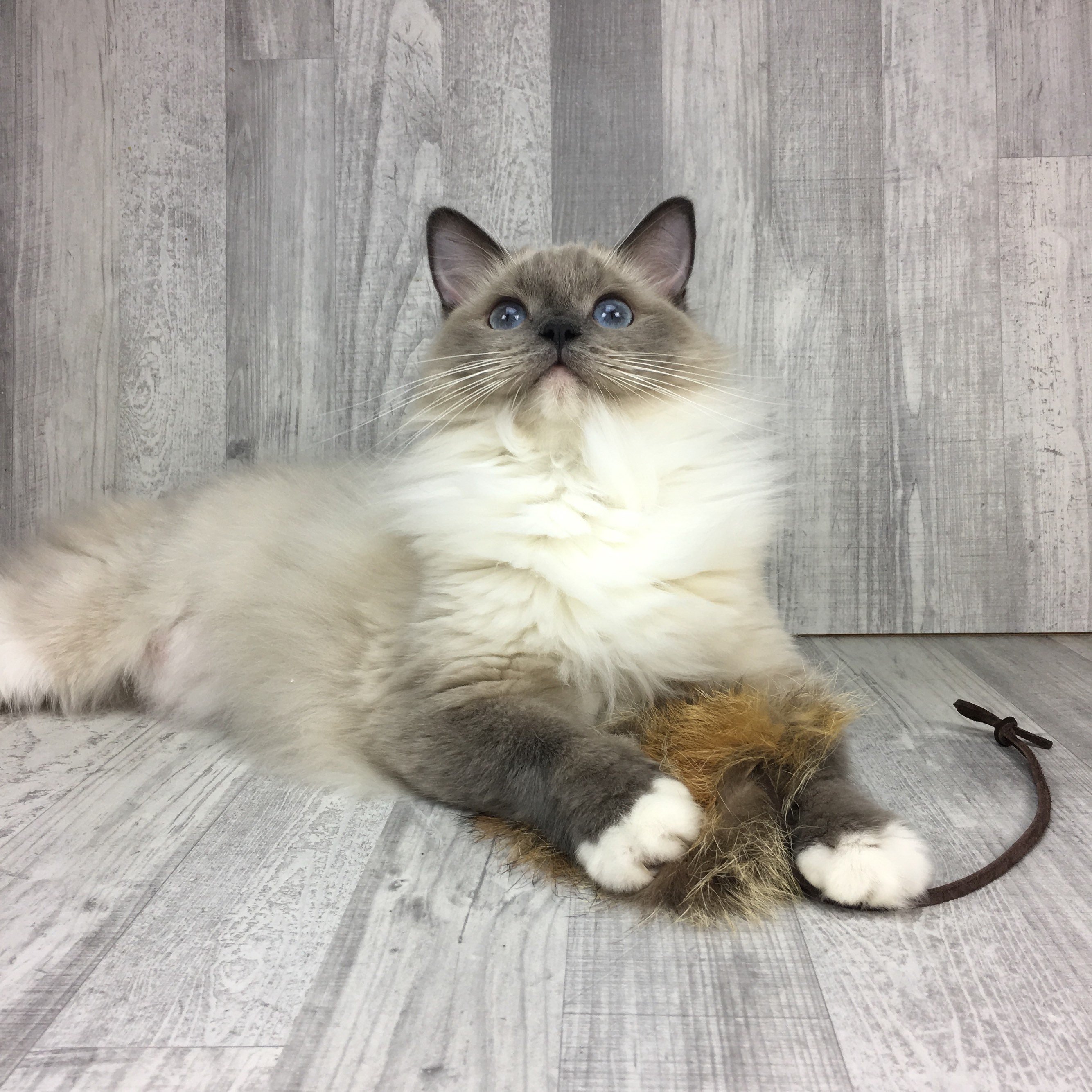 Cat Toy Fox Fur Mouse Fox Skin Cat Toy Rabbit Fur Cat Etsy