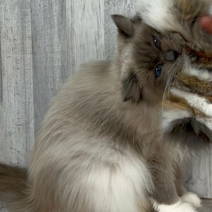 Cat toy | XL Rabbit fur mouse | Rabbit skin cat toy | Rabbit fur cat toy | Cat toss toy | Durable cat toy | Lure cat toy image 6