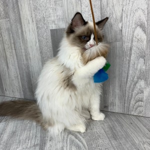 Cat toy | Rabbit and feathers danglie on a leather string | Rabbit skin cat teaser toy| Rabbit fur cat toy | Feather cat toy| Mouse cat toy
