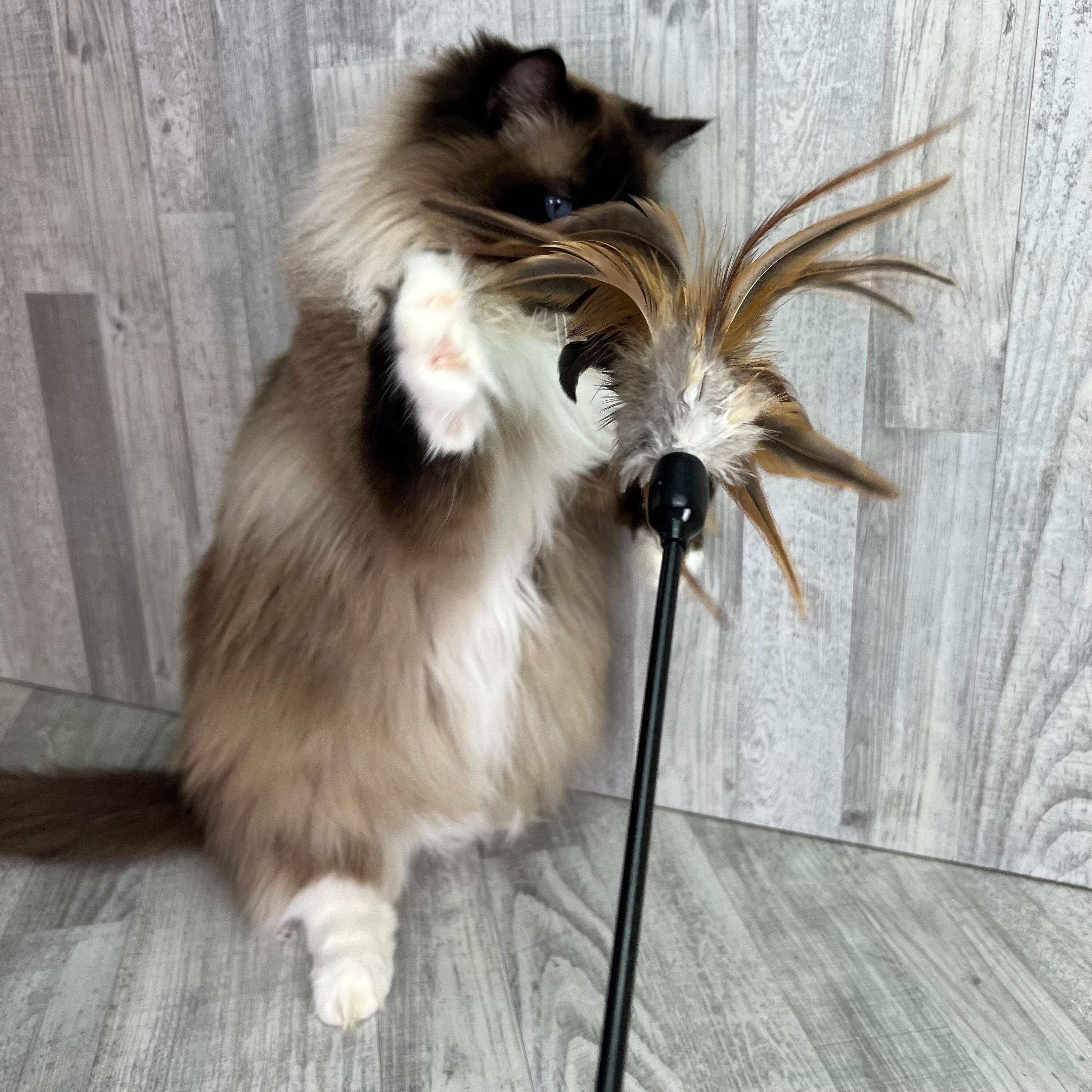 Cat toys 4-pack | Feather cat toy wands