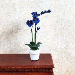 May include: A miniature potted plant with vibrant blue flowers and green leaves. The flowers are in full bloom, with several buds. The plant sits in a small white pot on a dark wooden surface. The background is a textured, off-white wall.