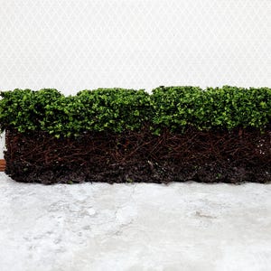 Dollhouse Hedge Tall Dark Green with Vine Stems Free Standing 1:12 Scale Miniature