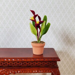 May include: A miniature potted plant with burgundy flowers and green leaves. The plant is in a small terracotta pot, sitting on a dark wood table. The background is a light-coloured wallpaper with a repeating pattern.