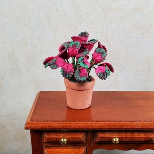May include: A miniature potted plant with vibrant pink and green leaves. The plant is in a small terracotta pot on a wooden table. The table has a rich, reddish-brown finish and gold-coloured drawer pulls. The plant's leaves have a unique, textured appearance.