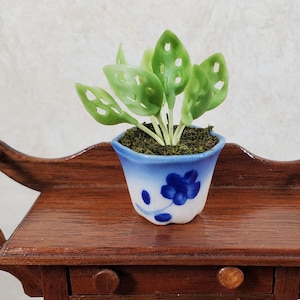 Dollhouse Potted Lace Plant in Blue & White Pot 1:12 Scale Miniature Houseplant
