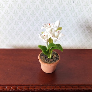 May include: A miniature potted plant with white flowers speckled with red dots. The plant has green leaves and is in a small terracotta pot. The pot sits on a dark brown wooden surface.