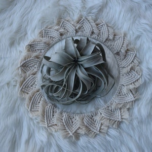 May include: A light gray air plant in a clear glass bowl, surrounded by a beige macrame circle with fringe.