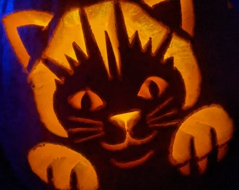 May include: A carved pumpkin with a lit-up cat face. The cat has a black nose and whiskers, and its eyes are lit up with orange light.