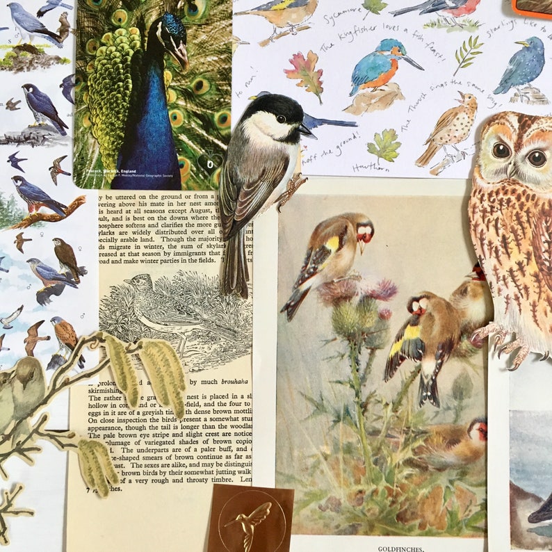 Birds & Nests Scrapbooking paper Vintage Bird Ephemera Etsy