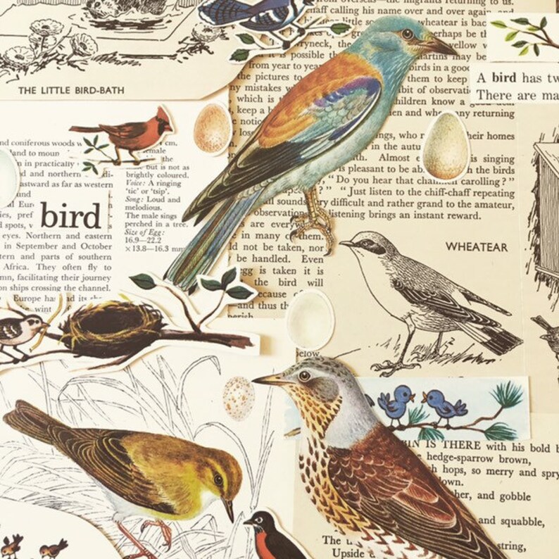 Birds & Nests Scrapbooking paper Vintage Bird Ephemera Etsy