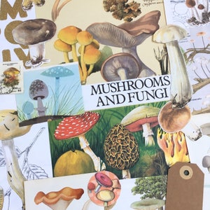 Éphémères champignons | Paquet de papier pour champignons, champignons vénéneux | Kit de scrapbooking vintage | Journal de la nature | Journal indésirable | Art de collage de champignons