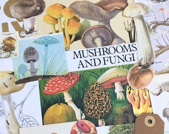 Mushroom Ephemera | Fungi, Toadstool, Mushroom paper pack | Vintage Scrapbooking Kit | Nature Journal | Junk Journal | Mushroom Collage Art