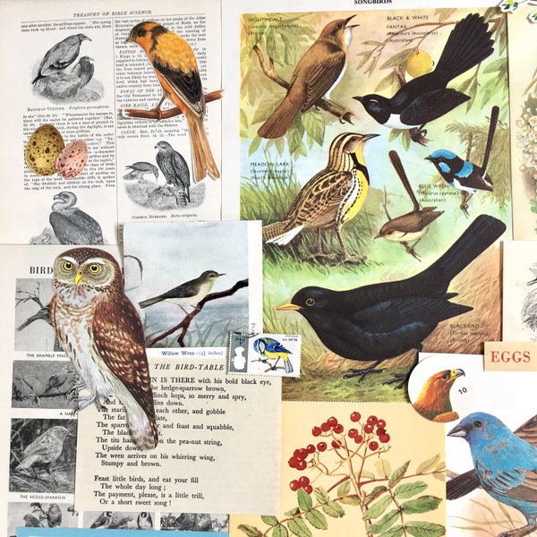 Birds, Eggs & Nests Scrapbooking paper | Vintage Ephemera | Paper Pack | Nature Journal | Mixed Media Art | Bird collage | Bird illustration