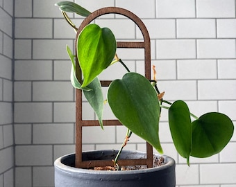 May include: A wooden plant trellis with a dark brown finish. A green vine plant with heart-shaped leaves is growing up the trellis. The plant is in a grey pot with a brown rim.