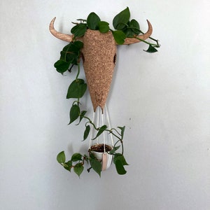 May include: A wooden bull's head planter with a hanging plant. The planter is made of cork and has a natural wood finish. The plant is a trailing vine with green leaves.
