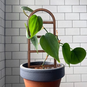 Puede incluir: Un enrejado de madera para plantas con un acabado marrón oscuro. Una planta trepadora verde con hojas en forma de corazón está creciendo en el enrejado. La planta está en una maceta gris con un borde marrón.