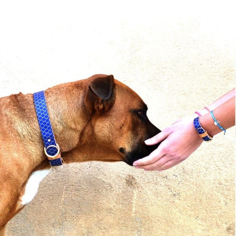 Dog Collar With a Matching Friendship Bracelet Set / the Etsy
