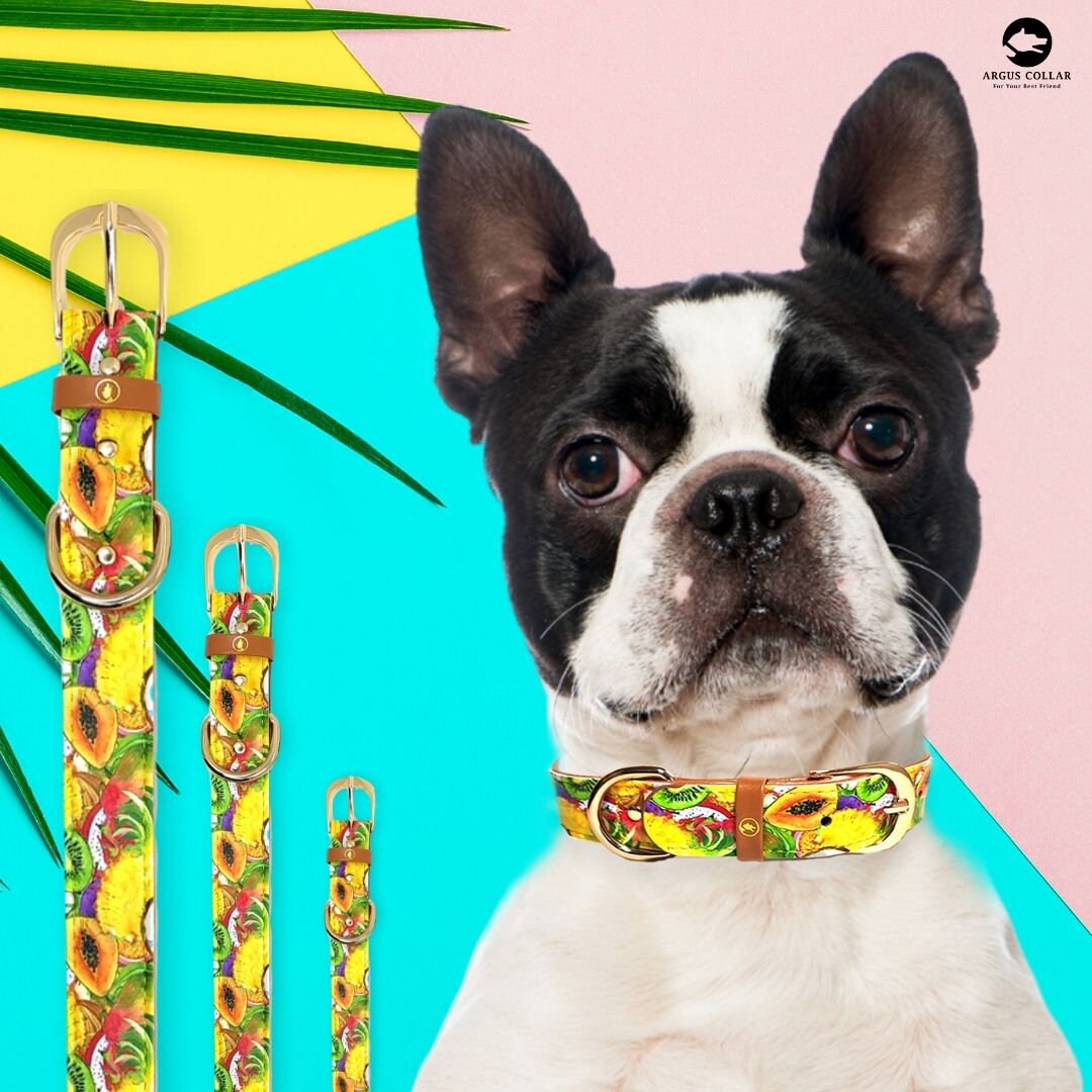 Dog Collar With a Matching Friendship Bracelet for the Owner Etsy