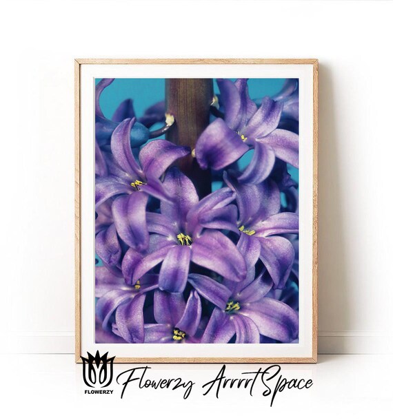 Home Decor Hyacinths And Ranunculus Flowers Art/Canvas Print Poster Wall Art Home Decor Hyacinths And Ranunculus Flowers Art/Canvas Print Poster Wall Art