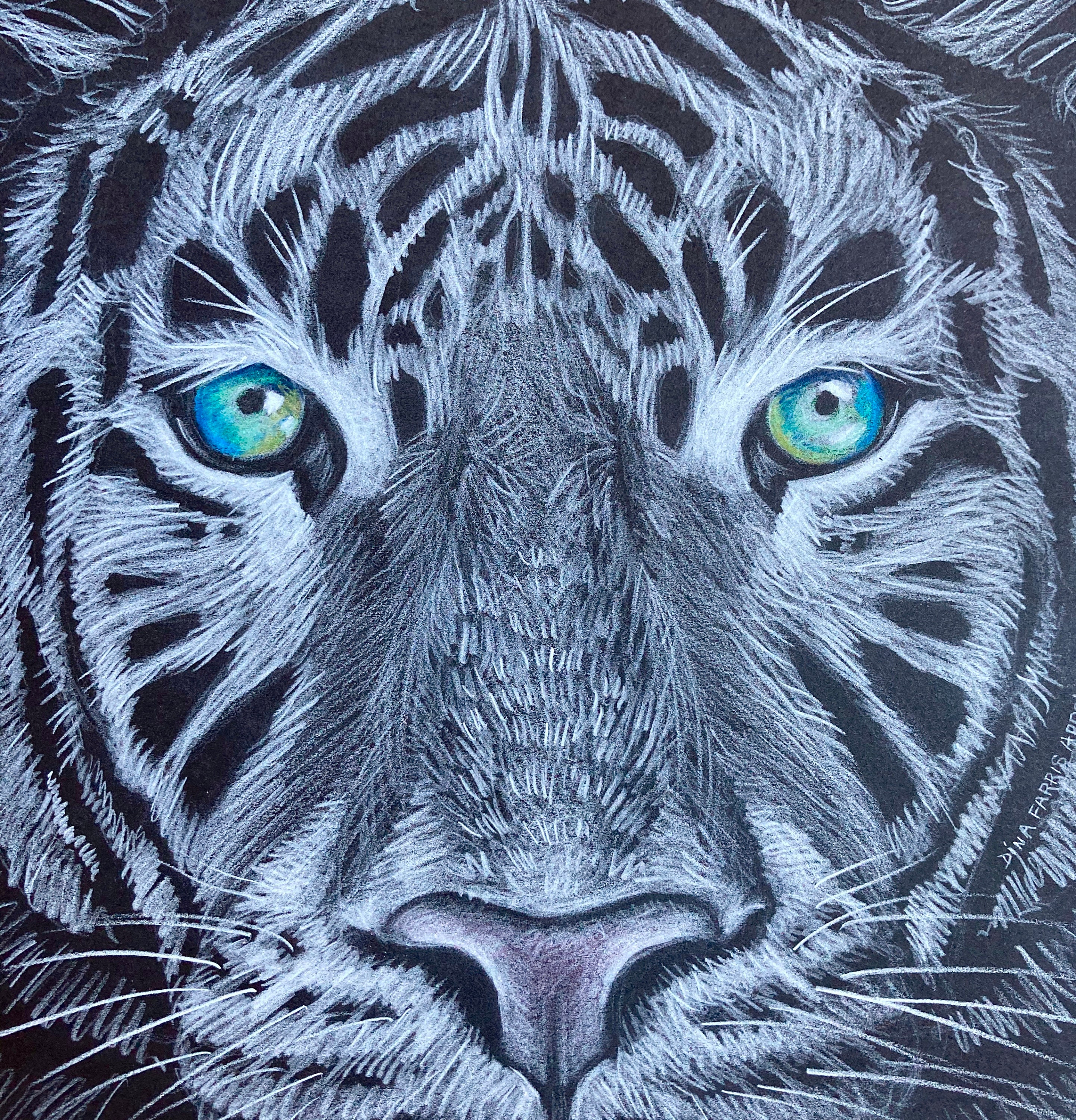 siberian tiger drawing