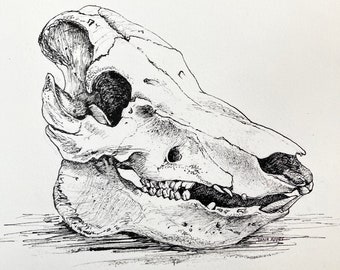 Pig Skull Drawing in Pen and Ink, Original One Of A Kind Drawing, Animal Skull Drawing, Skull Art, Vegan Art, Anatomical Drawing