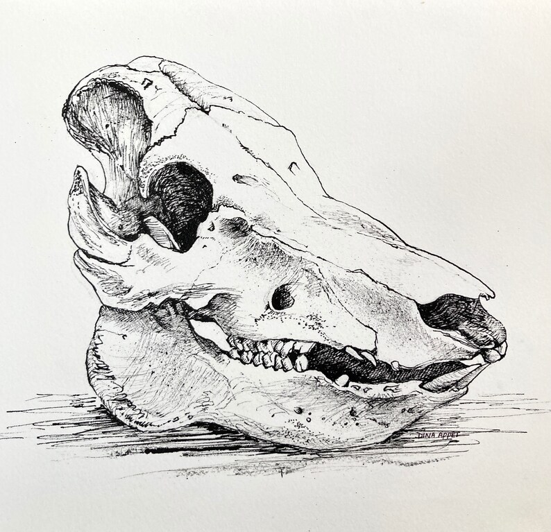 Pig Skull Drawing in Pen and shops Ink, Original One Of A Kind Drawing, Animal Skull Drawing, Skull Art, Vegan Art, Anatomical Drawing