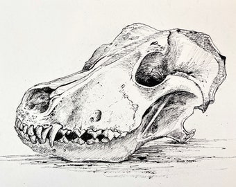 Dog Skull Drawing in Pen and Ink, Original One Of A Kind Drawing, Animal Skull Drawing, Skull Art, Vegan Art, Anatomical Drawing