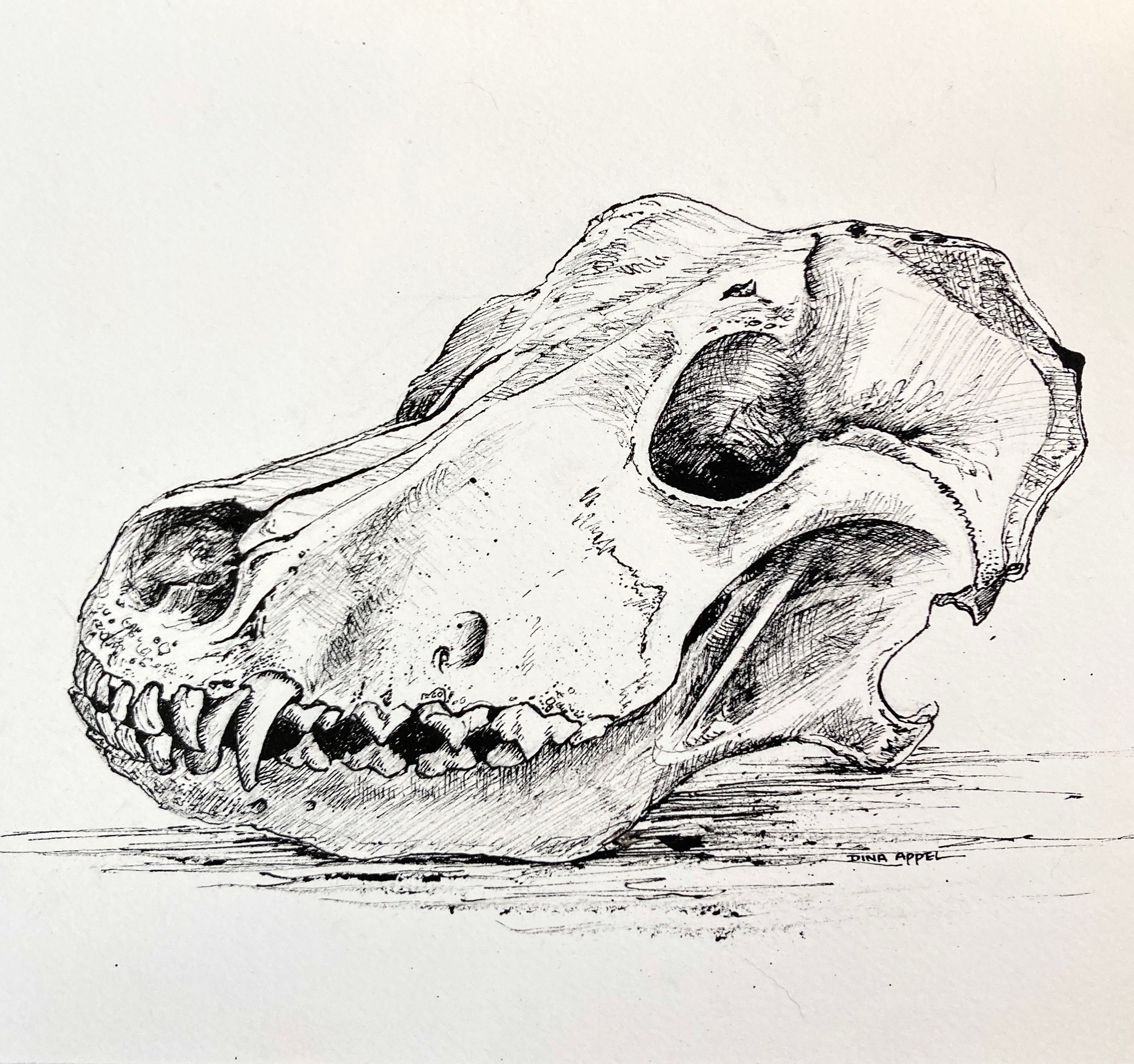 Dog Skull Drawing in Pen and Ink Original One Of A Kind Etsy