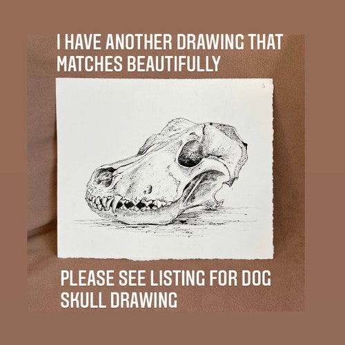 Pig Skull Drawing in Pen and shops Ink, Original One Of A Kind Drawing, Animal Skull Drawing, Skull Art, Vegan Art, Anatomical Drawing