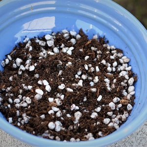 May include: A blue ceramic bowl filled with a mixture of dark brown soil and white pebbles.