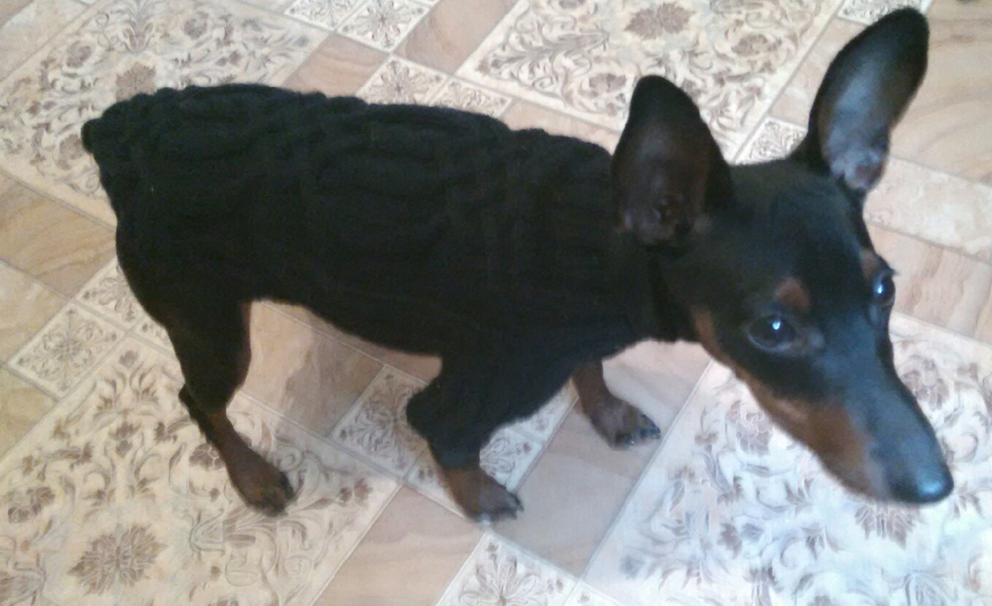 Dog clothes dog sweater clothes for miniature pinscher Etsy