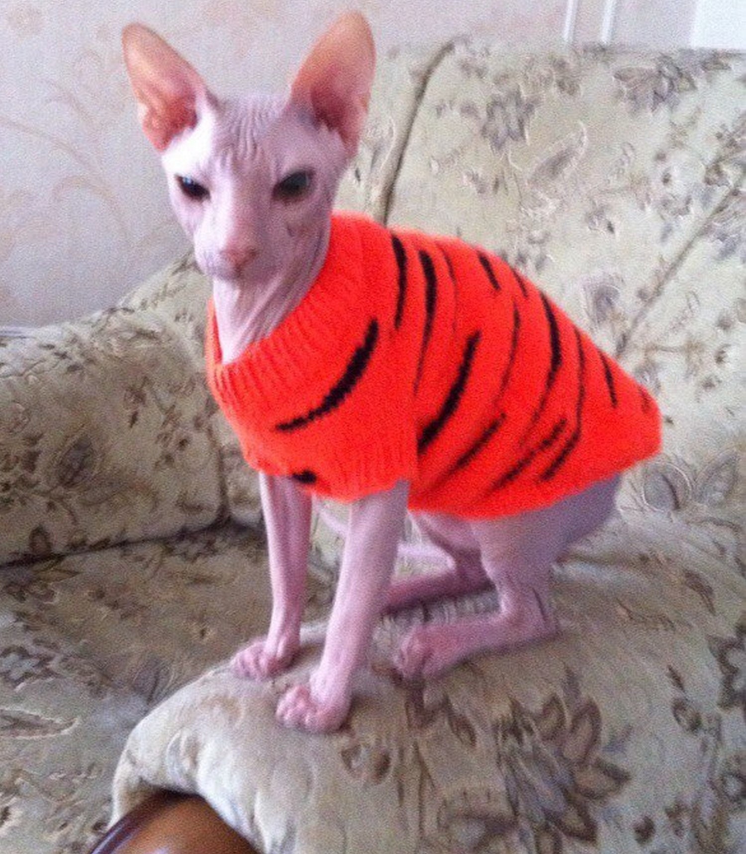 Clothing for Cats Clothes for Sphynx Cat Clothes Sweater Etsy