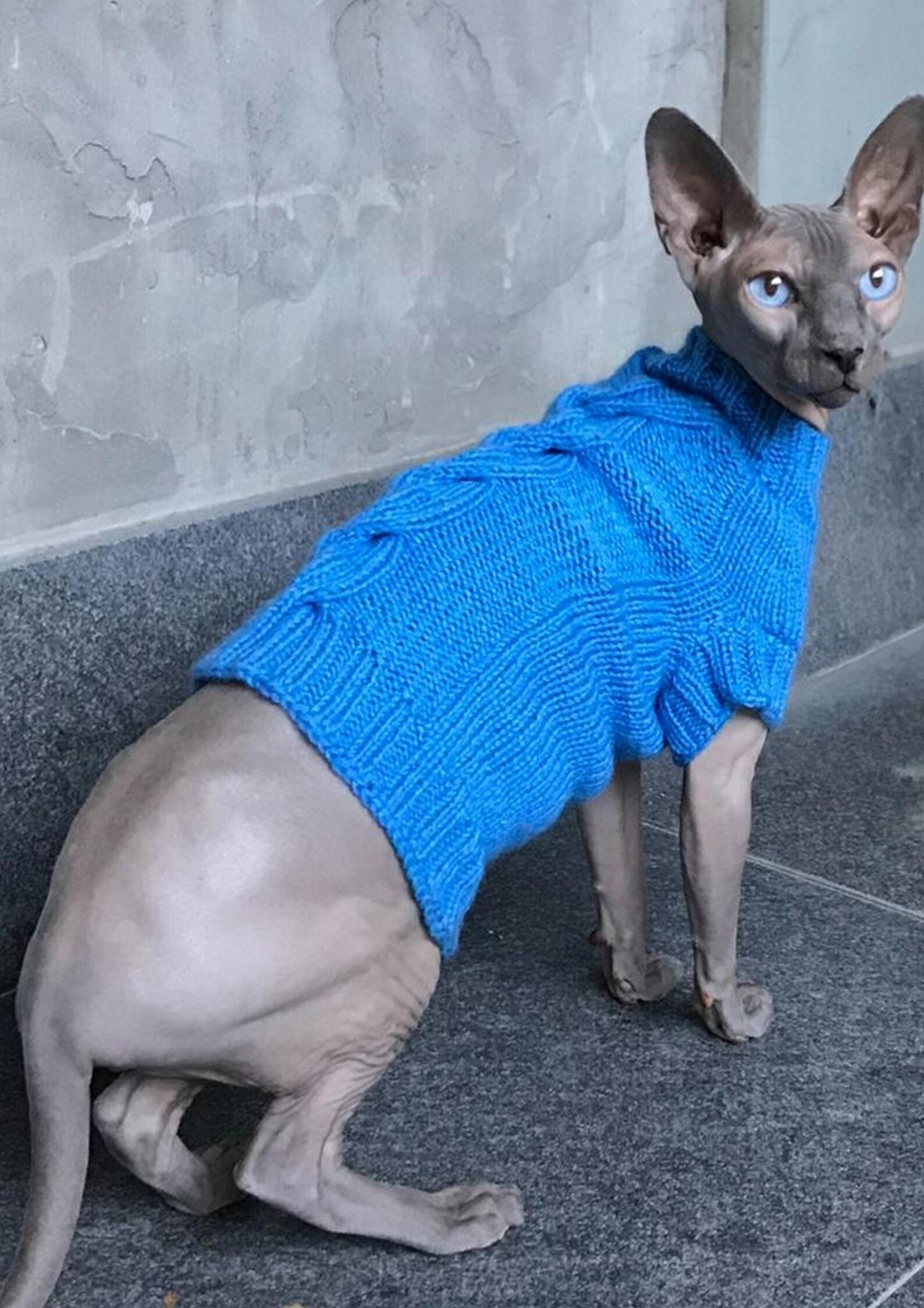Clothing for Cats Clothes for Sphynx Cat Clothes Sweater Etsy