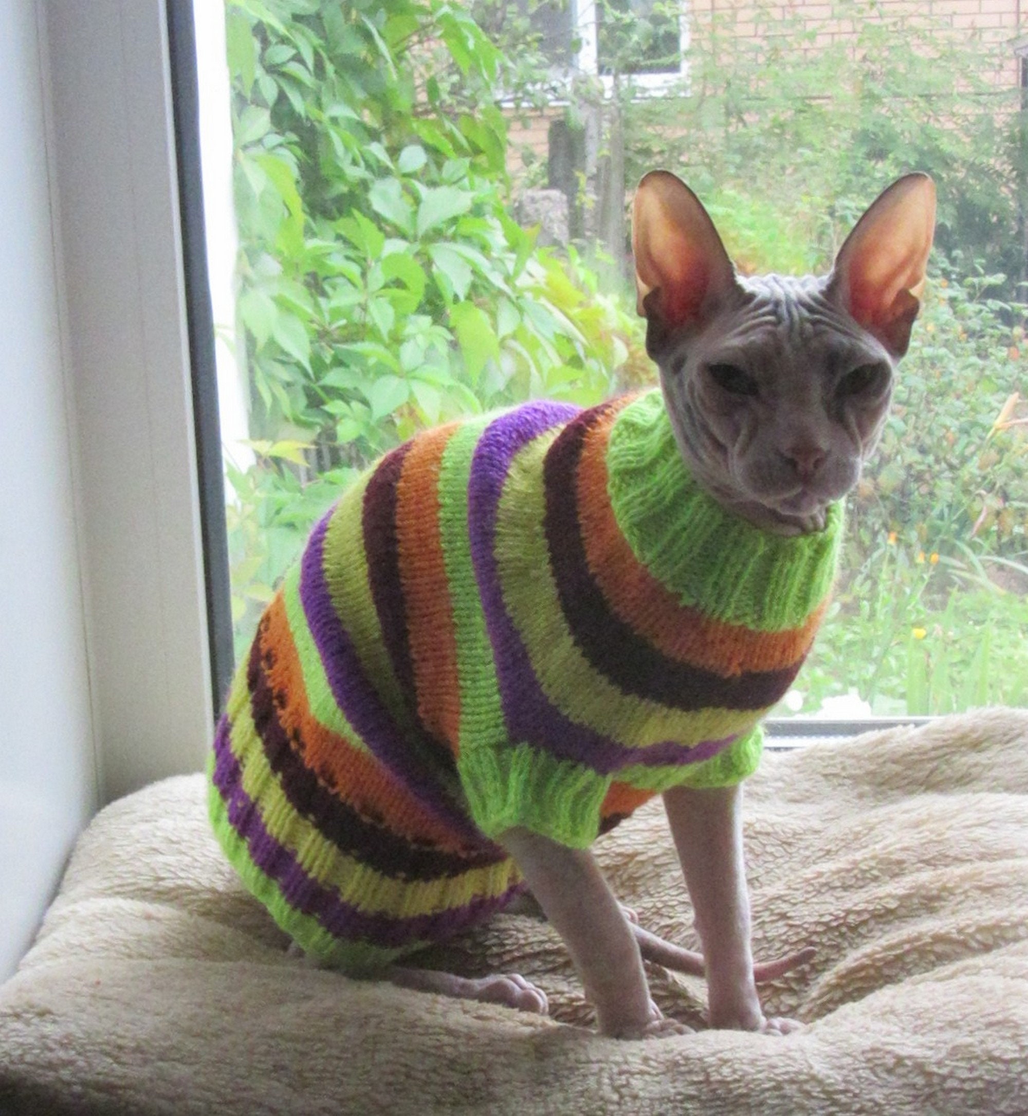 Clothing for cats Clothes for Sphynx Cat clothes sweater Etsy