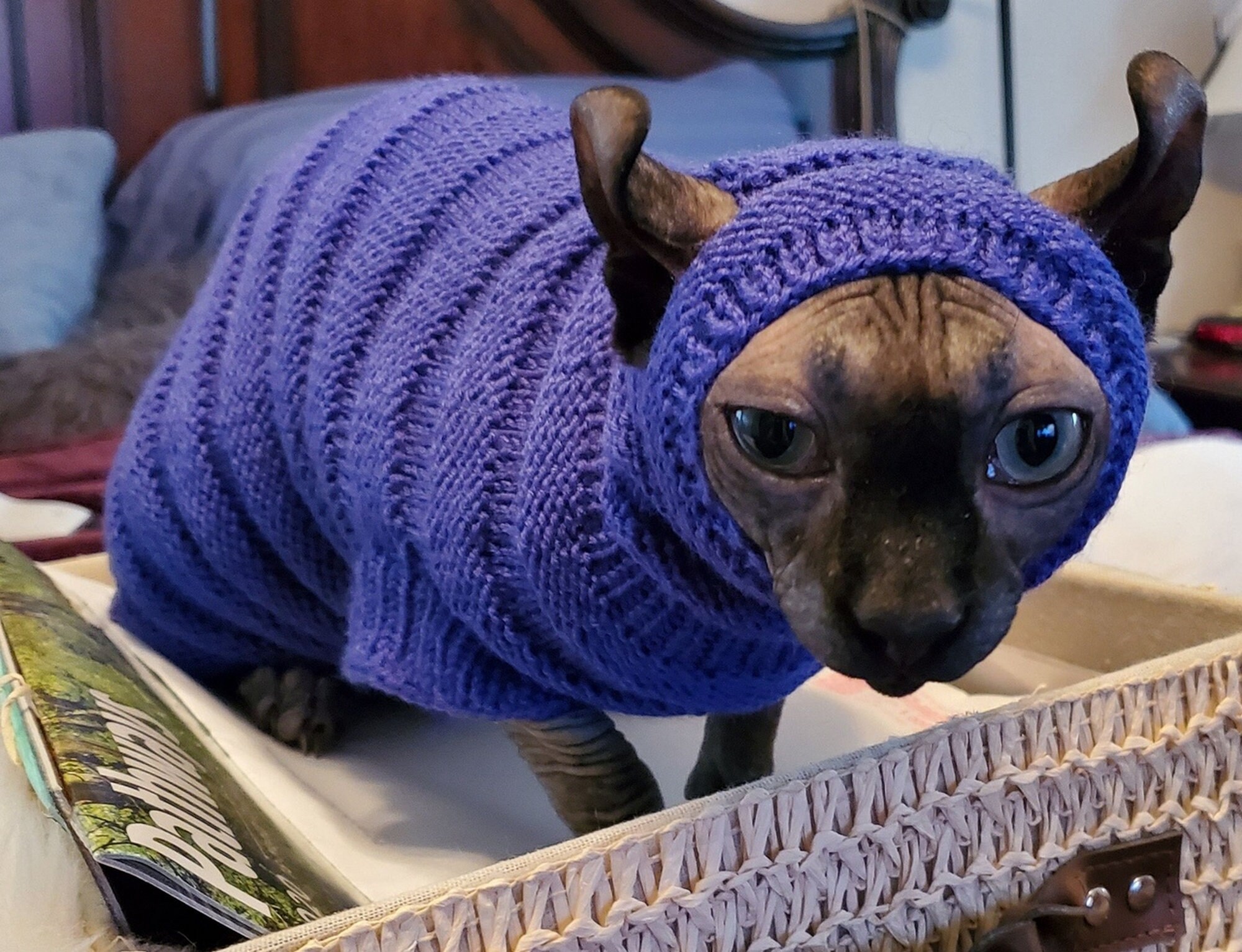 Clothing for cats Clothes for Sphynx Cat clothes sweater Etsy