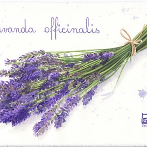 Lavanda officinalis-dipinto originale ad acquarelli,pittura floreale,mazzo con fiori viola,acquarello botanico,erba aromatica profumata
