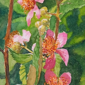 Rovo-dipinto originale a acquarelli,dipinto di fiori rosa delle more del sottobosco,pittura floreale,gruppo di fiori del rovo con le spine