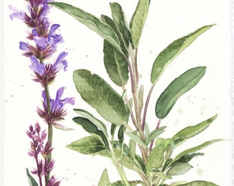 Salvia officinalis - original watercolor painting, purple flowers, floral painting, branches, leaves with flowers, botanical watercolour, aromatic herb