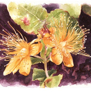 Iperico-dipinto a acquarello originale,pittura petali e pistilli gialli,hyperico in gruppo,pittura floreale,fiori estivi gialli,idee regalo